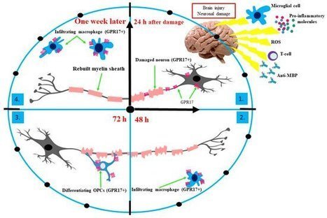 The GPR17 Receptor&mdash;A Promising Goal for Therapy and a Potential Marker of the Neurodegenerative Process in Multiple Sclerosis | Multiple sclerosis | Scoop.it