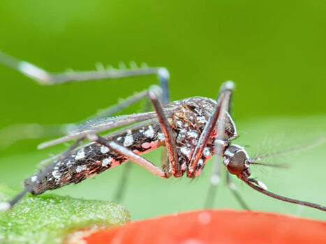 West Nile Virus Mosquitoes Detected In MA For First Time This Year - Patch.com | Operation Deimos | Scoop.it