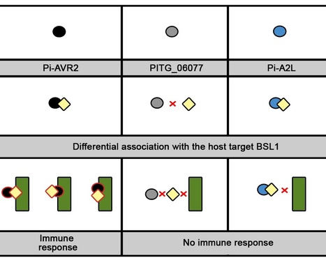 Plant Cell: Host Protein BSL1 Associates with Phytophthora infestans RXLR Effector AVR2 and the Solanum demissum Immune Receptor R2 to Mediate Disease Resistance (2012) | Publications | Scoop.it