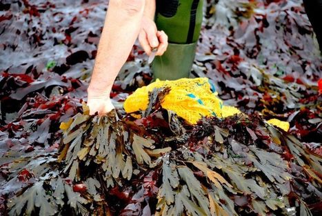 Le pays de Brest dispose désormais d’un cluster sur les algues – actu.fr | HALIEUTIQUE MER ET LITTORAL | Scoop.it