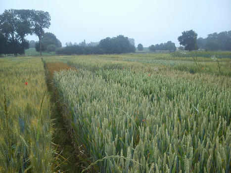 INRAE pionnier dans la sélection de lignées pures de blé tendre bio | INRAE INSTIT | TRANSITION AGROECOLOGIQUE : PRATIQUES ET POLITIQUES AGRICOLES | Scoop.it