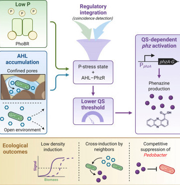 Phosphorus stress and spatial confinement lower the quorum-sensing activation threshold for phenazine production in Pseudomonas synxantha | curB | RMH | Scoop.it