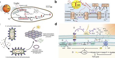 Wired and Wireless Photosynthetic Biohybrids: Design, Materials, and Mechanisms | chem rev | RMH | Scoop.it