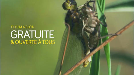 [MOOC] Jardiner avec le vivant | Variétés entomologiques | Scoop.it