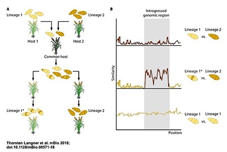 mBio: The Blast Fungus Decoded: Genomes in Flux (2018) | Plant Pathogenomics | Scoop.it