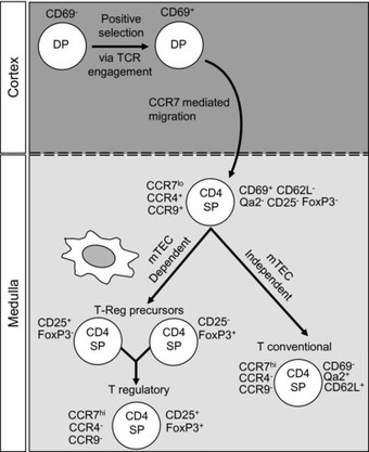 Thymus medulla fosters generation of natural Treg cells, invariant γδ T cells, and invariant NKT cells: What we learn from intrathymic migration - Cowan - 2015 - European Journal of Immunology - Wi... | Immunology | Scoop.it