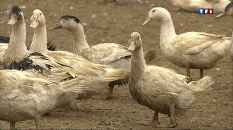 Le journal de 13h - La production de foie gras en France, une filière contrôlée | Professionnels du tourisme du Grand Auch Cœur de Gascogne | Scoop.it