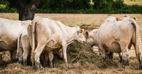 Un nouveau virus d&eacute;tect&eacute; dans une dizaine d&rsquo;&eacute;levages bovins de l&rsquo;est de la France | EntomoNews | Scoop.it