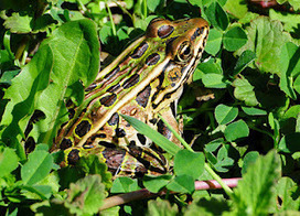 Attract toads to your garden | Gardening Life | Scoop.it