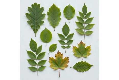 L'&eacute;cologie fonctionnelle pour comprendre la dynamique des &eacute;cosyst&egrave;mes dans un monde changeant - Coll&egrave;ge de France | Biodiversit&eacute; | Scoop.it