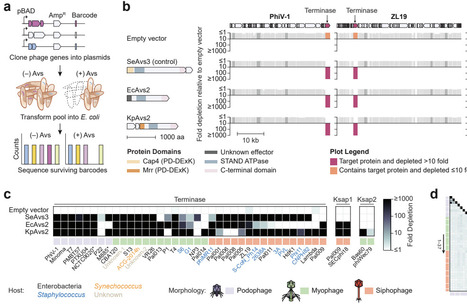 Phage terminase recognition by the bacterial immune sensors Avs2 and Upx | brveco | RMH | Scoop.it