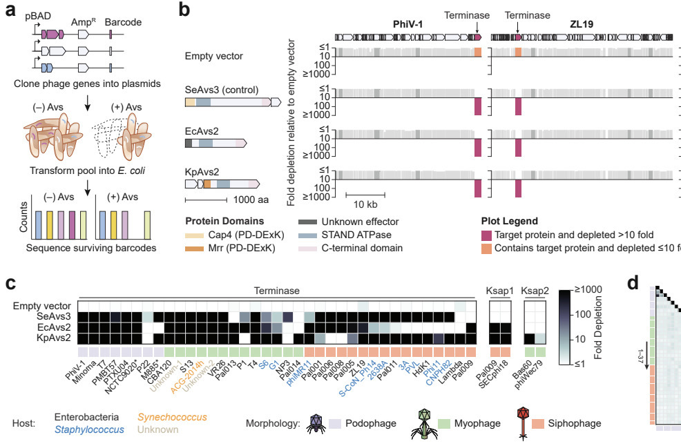 Phage terminase recognition by the bacterial im...