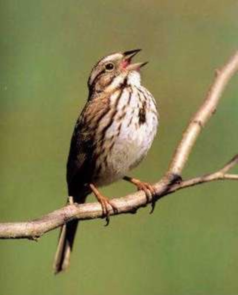 Let's all sing like the birdies sing | Social Health on line | Scoop.it