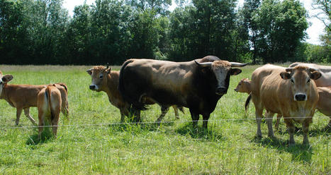 Diversifier les fourrages : une cl&eacute; pour l&rsquo;autonomie alimentaire des syst&egrave;mes de polyculture-&eacute;levage | Actualit&eacute;s de l'&eacute;levage | Scoop.it