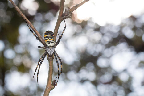 Yleis&ouml;kysymyksi&auml; &ndash; osa 3 | 1Uutiset - Lukemisen t&auml;hden | Scoop.it