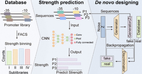 AI-Guided Design and Predictive Modeling of Synthetic Escherichia coli Promoters through Comprehensive &minus;10/&ndash;35 Box Engineering | asb | RMH | Scoop.it