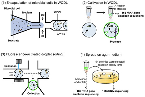Ultrahigh-throughput screening of environmental bacteria for proteolytic activity using droplet-based microfluidics | aem | RMH | Scoop.it