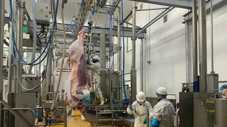 L'abattoir de Bègles : "Un abattoir artisanal et de proximité" | La Gazette des abattoirs | Scoop.it