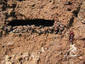 Evolution shapes new rules for ant behavior, research finds | Science News | Scoop.it