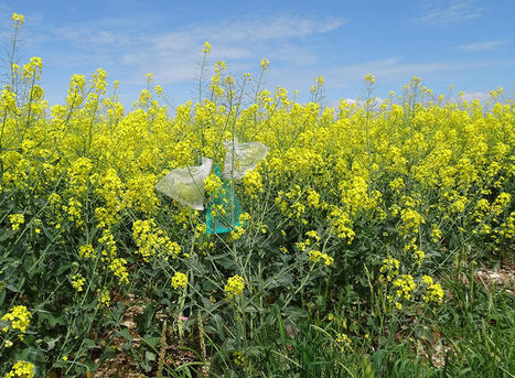 Les abeilles jouent un r&ocirc;le essentiel dans la production du colza et du tournesol, qu&rsquo;on croit &agrave; tort pollinis&eacute;s par la seule action du vent | EntomoNews | Scoop.it