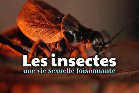 “Les insectes, une vie sexuelle foisonnante”, d’Andrew Gregg : à 22h30 sur Arte | Variétés entomologiques | Scoop.it