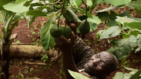 KENYA : Les exportations d'avocats, victimes collat&eacute;rales de la guerre au Moyen-Orient&nbsp; | AFRIQUES | Scoop.it