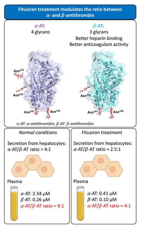 Comment la diminution de l'expression de l'antithrombine influe sur la r&eacute;partition de ses isoformes alpha- et b&ecirc;ta-antithrombine | Life Sciences Universit&eacute; Paris-Saclay | Scoop.it