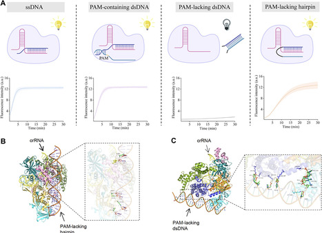 PAM-free hairpin target binding activates trans-cleavage activity of Cas12a | nar | RMH | Scoop.it