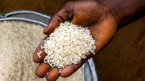 La guerre au Moyen-Orient fait grimper les prix alimentaires en Afrique - Afrique &eacute;conomie | rushes infos | Scoop.it