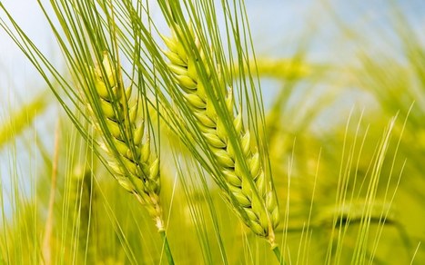 Egypt: Slashed wheat subsidies leave farmers at the mercy of fluctuating global markets | STRATEGIES | Scoop.it