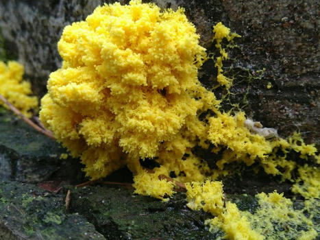 De l&rsquo;intelligence du blob | EntomoScience | Scoop.it