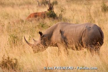 Biodiversité : la population de rhinocéros décimée en Afrique du Sud - Bioaddict | Planète DDurable | Scoop.it