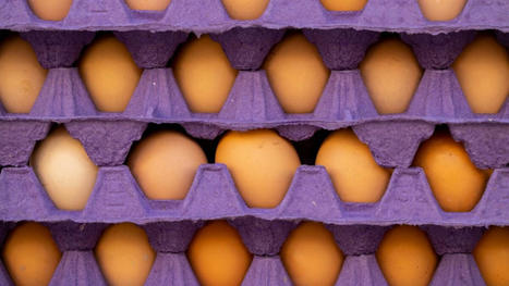L'œuf sans la poule, ou l'alternative vegan qui va déferler sur nos points de vente | Attitude BIO | Scoop.it