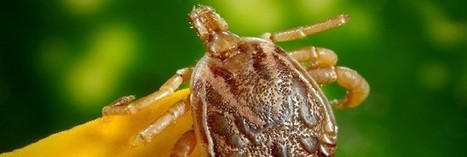 Les tiques sont à l'origine de la progression de l'allergie à la viande | Toxique, soyons vigilant ! | Scoop.it