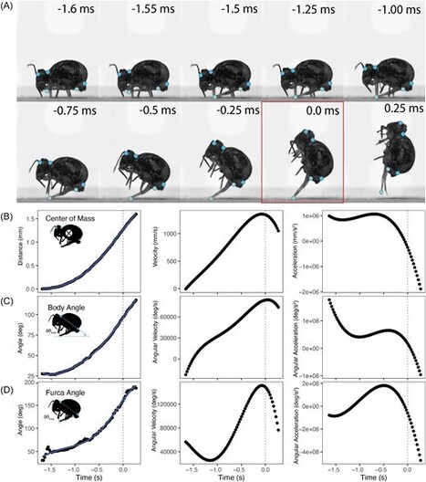 Voici le saut p&eacute;rilleux arri&egrave;re le plus rapide du monde, et c'est un collembole qui l'accomplit | EntomoNews | Scoop.it