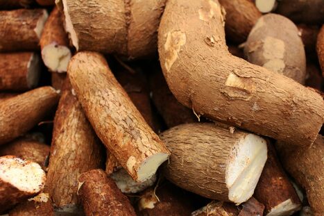 KENYA : Une demande de culture de manioc OGM à grande échelle | AFRIQUES | Scoop.it