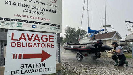 Moule zébrée : lavez votre bateau, votre canne à pêche et vos sandales | Radio-Canada.ca | Revue de presse La Matanie | Scoop.it