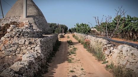ITALY: A New Project to Promote Olive Oil Roads in Puglia | CIHEAM Press Review | Scoop.it