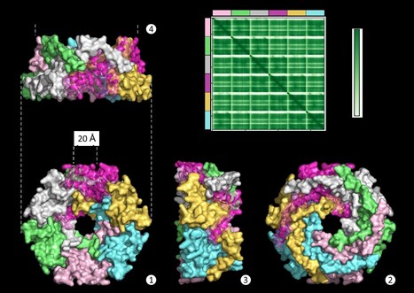 La molécule anti-inflammatoire microbienne (MAM) de Faecalibacterium duncaniae est une protéine clé, maturée puis exportée vers l'enveloppe | Life Sciences Université Paris-Saclay | Scoop.it