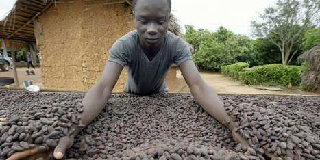 Menace sur le chocolat après la suspension des ventes de cacao du Ghana et de la Côte d’Ivoire | Questions de développement ... | Scoop.it