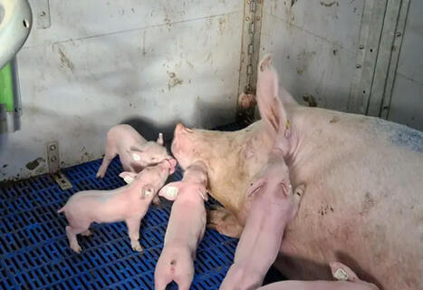 Élevage | Réussir porc - Tech porc | | SCIENCES DE L' ANIMAL | Scoop.it