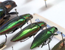 Deux millions d'insectes à Gembloux (Belgique) | Variétés entomologiques | Scoop.it