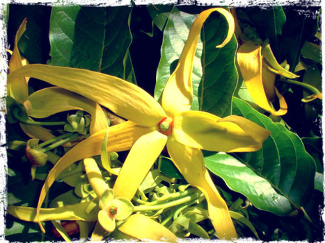 L'Ylang-ylang, un allié corps et âme | La Cabane aux Arômes | Scoop.it