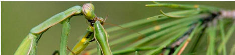 Les femelles mantes dévorent souvent leurs partenaires sexuels, mais ces mâles sont-ils réellement des victimes ? | EntomoScience | Scoop.it