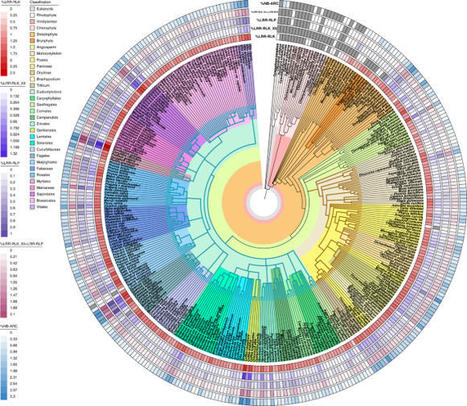 Nature Plants: Concerted expansion and contraction of immune receptor gene repertoires in plant genomes (2022) | Amazing Science | Scoop.it