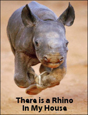 There Is a Rhino In My House - Lovely Documentary | BIODIVERSITY IS LIFE  – | Scoop.it