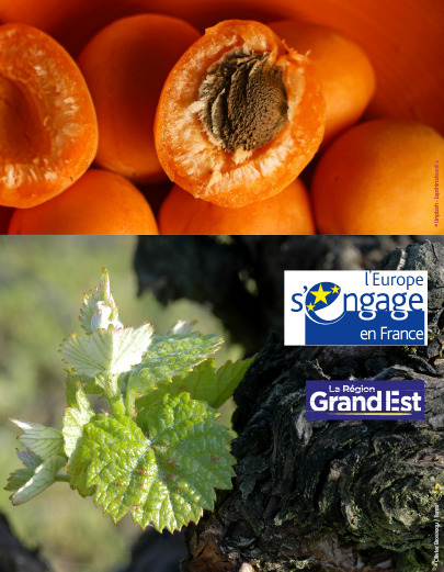 Projet ViBioCi-GE, « Visons la bioéconomie circulaire en Grand Est » | ACTIA - LE RÉSEAU FRANÇAIS DES INSTITUTS TECHNIQUES DE L'AGRO-ALIMENTAIRE | Scoop.it