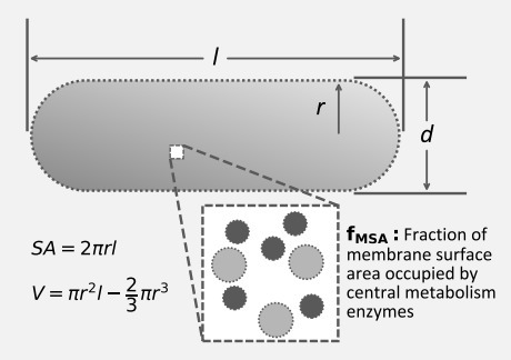 Does specific membrane surface area constrain Escherichia coli energy spillage and therefore aerobic and anaerobic growth rates? | brvq | RMH | Scoop.it