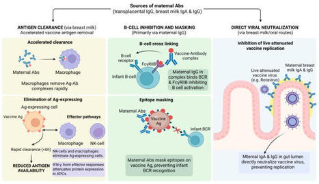 #mdpi #vaccines #maternalantibodies #infantvaccines #immunology #titlestory | Vaccines MDPI | Mucosal Immunity | Scoop.it