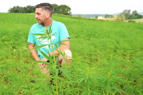 Le chanvre, nouvel or vert ? La Dordogne relance la production de chanvre | Atouts pour s’implanter et se développer en Nouvelle-Aquitaine | Scoop.it